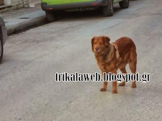 Φωτογραφία για Σκυλάκι στα Τρίκαλα περιμένει το αφεντικό του