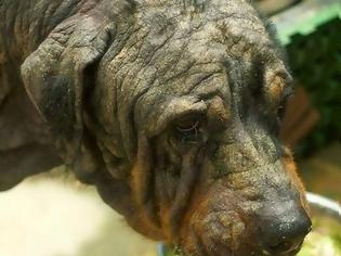 Φωτογραφία για Δείτε την απίστευτη μεταμόρφωση ενός αδέσποτου σκύλου [Photos]