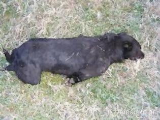 Φωτογραφία για Αγρίνιο: Νεκρά σκυλιά από φόλες