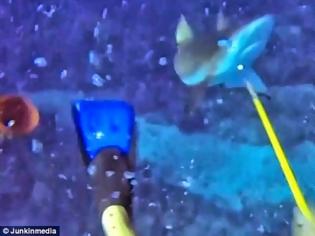 Φωτογραφία για Βίντεο που παγώνει το αίμα: Η στιγμή που ήρθε αντιμέτωπος με καρχαρία