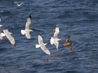 Φωτογραφία για Μέτρα προστασίας για τα θαλασσοπούλια από την Διεύθυνση Τριφυλίας