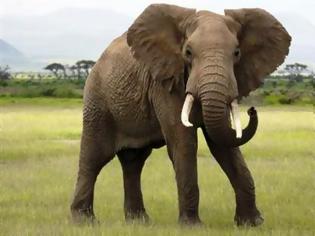 Φωτογραφία για Οι στενοί συγγενείς του ελέφαντα