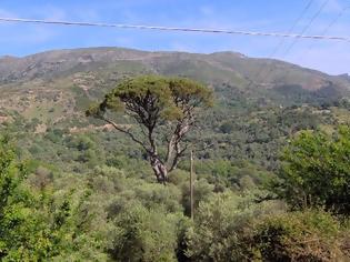 Φωτογραφία για Θυσιάστηκε υπεραιωνόβιο δέντρο για να ανοίξει δρόμος στα Χανιά