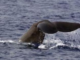Φωτογραφία για Σώθηκαν 750 φάλαινες από το ιαπωνικό κυνήγι