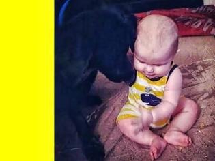 Φωτογραφία για Σκύλος, φύλακας- άγγελος, ειδοποίησε τους γονείς ότι η μπέιμπι σίτερ κακοποιούσε το μωρό
