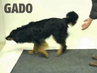 Φωτογραφία για Πως αντιδρούν οι σκύλοι σε ένα τρικ εξαφάνισης [video]
