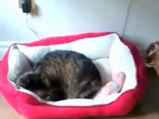 Φωτογραφία για Όταν οι γάτες κλέβουν τα κρεβάτια των σκύλων! [video]