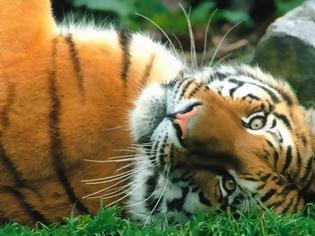 Φωτογραφία για Πλούσιοι στη Κίνα σκοτώνουν τίγρεις για να... περάσουν καλά