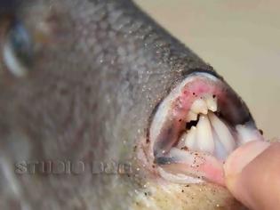 Φωτογραφία για Παράξενο ψάρι στην παραλία Καραθώνα Ναυπλίου