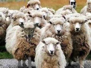 Φωτογραφία για 15 πρόβατα εξαφανίστηκαν στο Μεγαλοχώρι