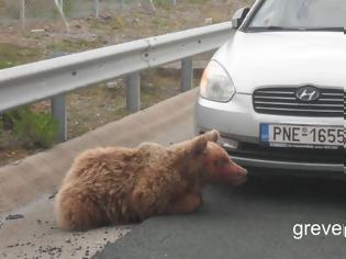 Φωτογραφία για Ατύχημα με αρκούδα στην Εγνατία Οδό [Video]