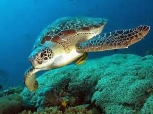 Φωτογραφία για Ελλιπής προστασία σε θαλάσσιες χελώνες