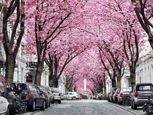 Φωτογραφία για Ο δρόμος με τις κερασιές