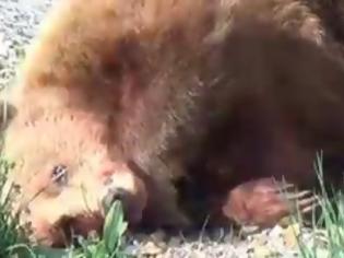Φωτογραφία για Το νεαρό αρκουδάκι υπέκυψε στα τραύματα του [video]