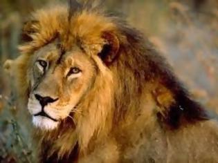 Φωτογραφία για Γενετική ανάλυση λιονταριών φωτίζει την ιστορία και τις διαδρομές τους