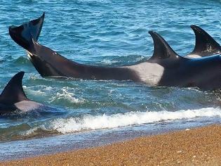 Φωτογραφία για Φάλαινα χάνει τον προσανατολισμό της και τη βοηθά ένας τολμηρός Κρητικός - Tο βίντεο σαρώνει