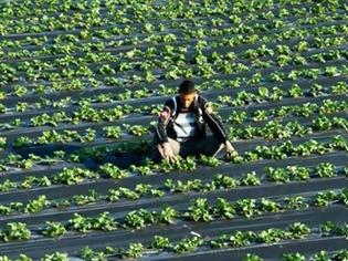 Φωτογραφία για Στο φουλ η παραγωγή της φράουλας αλλά μειωμένα κατά 20% τα στρέμματα που καλλιεργήθηκαν φέτος στην Ηλεία