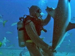 Φωτογραφία για Δεν θα το πιστεύετε! Δύτης ακινητοποιεί καρχαρία με μια απλή κίνηση! [video]