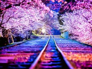 Φωτογραφία για Οι ανθισμένες κερασιές της Ιαπωνίας είναι ένα μοναδικό θέαμα που πρέπει να δεις