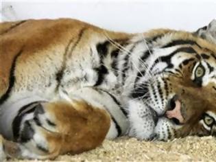 Φωτογραφία για Πάρκο άγριας ζωής στη Βρετανία διέσωσε δύο τίγρεις, που είχαν υποστεί κακοποίηση σε τσίρκο στη Γερμανία