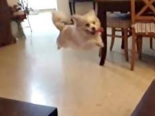 Φωτογραφία για Η αστεία αποτυχία ενός σκύλου να ανέβει στον καναπέ! [video]