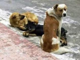 Φωτογραφία για Tα αδέσποτα ζώα που αλωνίζουν στην Πάργα