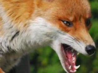 Φωτογραφία για Το ψέμα Τρικαλινού για λυσσασμένη αλεπού παραλίγο να του αποβεί μοιραίο