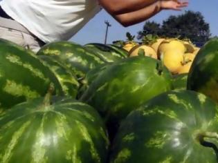 Φωτογραφία για Σε καλή χρονιά ελπίζουν οι παραγωγοί για το πρώιμο καρπούζι σε Τριφυλία και Ηλεία