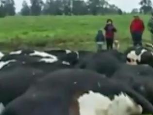 Φωτογραφία για Κεραυνοί σκότωσαν περισσότερες από 60 αγελάδες [video]