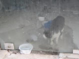 Φωτογραφία για Φυλακισμένο γατάκι στη στη Χαλκίδα