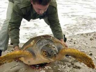 Φωτογραφία για Πάτρα: Αγωνιώδεις προσπάθειες στον Ιστιοπλοϊκό για να κρατήσουν στη ζωή μια θαλάσσια χελώνα - Εντοπίστηκε τραυματισμένη στην Ηρώων Πολυτεχνείου