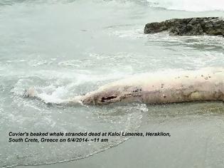 Φωτογραφία για Σάλος στη Κρήτη από στρατιωτική άσκηση που προκάλεσε τον μαζικό θάνατο φαλαινών