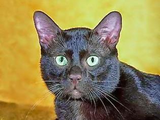 Φωτογραφία για Ξέρετε γιατί θεωρούμε γρουσουζιά τις μαύρες γάτες;