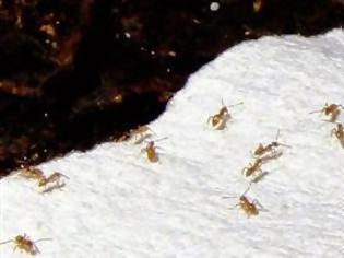 Φωτογραφία για Τα «τρελά μυρμήγκια» που απειλούν το Χιούστον