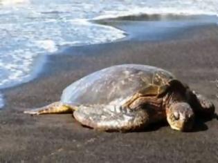 Φωτογραφία για 3 νεκρές χελώνες εντοπίστηκαν στη Λευκάδα