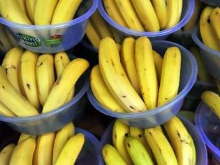 Φωτογραφία για Μύκητας απειλεί την παγκόσμια καλλιέργεια μπανάνας