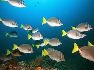 Φωτογραφία για Τα ψάρια τρελαίνονται από τη κλιματική αλλαγή στις θάλασσες