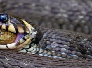 Φωτογραφία για Σπάνια και βραβευμένη φωτογραφία: Δείτε τι κατάπιε ζωντανό ένα φίδι!