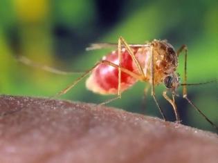 Φωτογραφία για Προληπτικές ενέργειες για την καταπολέμηση των κουνουπιών