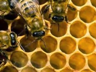 Φωτογραφία για Το μέλι προστατεύει από μεταλλάξεις!