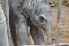 Ελεφαντάκι «ορμάει» σε τουρίστες [video]