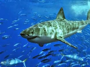 Φωτογραφία για Ο «πρωτότυπος» καρχαρίας