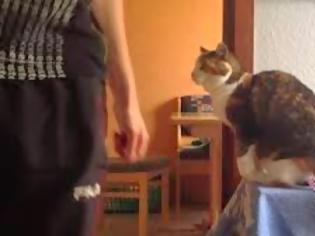 Φωτογραφία για Γάτα υποδέχεται τον ιδιοκτήτη της με τον δικό της μοναδικό τρόπο [video]