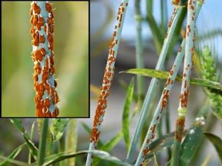 Φωτογραφία για Wheat Rust: Ο μύκητας που θα μπορούσε να εξαφανίσει όλες τις σοδιές του πλανήτη!