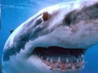 Φωτογραφία για Απολίθωμα καταρρίπτει τη θεωρία ότι οι καρχαρίες εξελίχθηκαν ελάχιστα