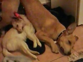 Φωτογραφία για ΣΟΚ: Αδίστακτοι διαρρήκτες βασάνισαν και κρέμασαν σκυλιά στο Βόλο!