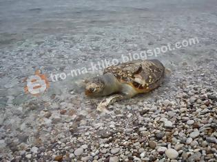 Φωτογραφία για Σοβαρή καταγγελία αναγνώστη στο tromaktiko - Σκοτώνουν με καραμπίνες θαλάσσιες χελώνες στο Πόρτο Χέλι