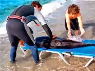 Φωτογραφία για Ρέθυμνο: «Ανέστησαν» νεαρό δελφίνι