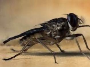 Φωτογραφία για Αποκωδικοποιήθηκε για πρώτη φορά το DNA της μύγας τσε-τσε