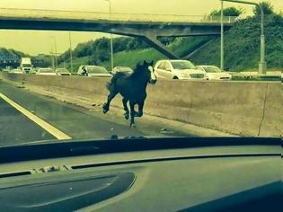 Φωτογραφία για Βρετανία: Άλογο βγήκε στον αυτοκινητόδρομο - Θανατώθηκε στη συνέχεια